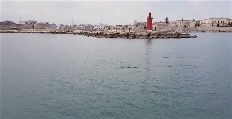 Delfini nel porto di Trani, un incontro sempre emozionante