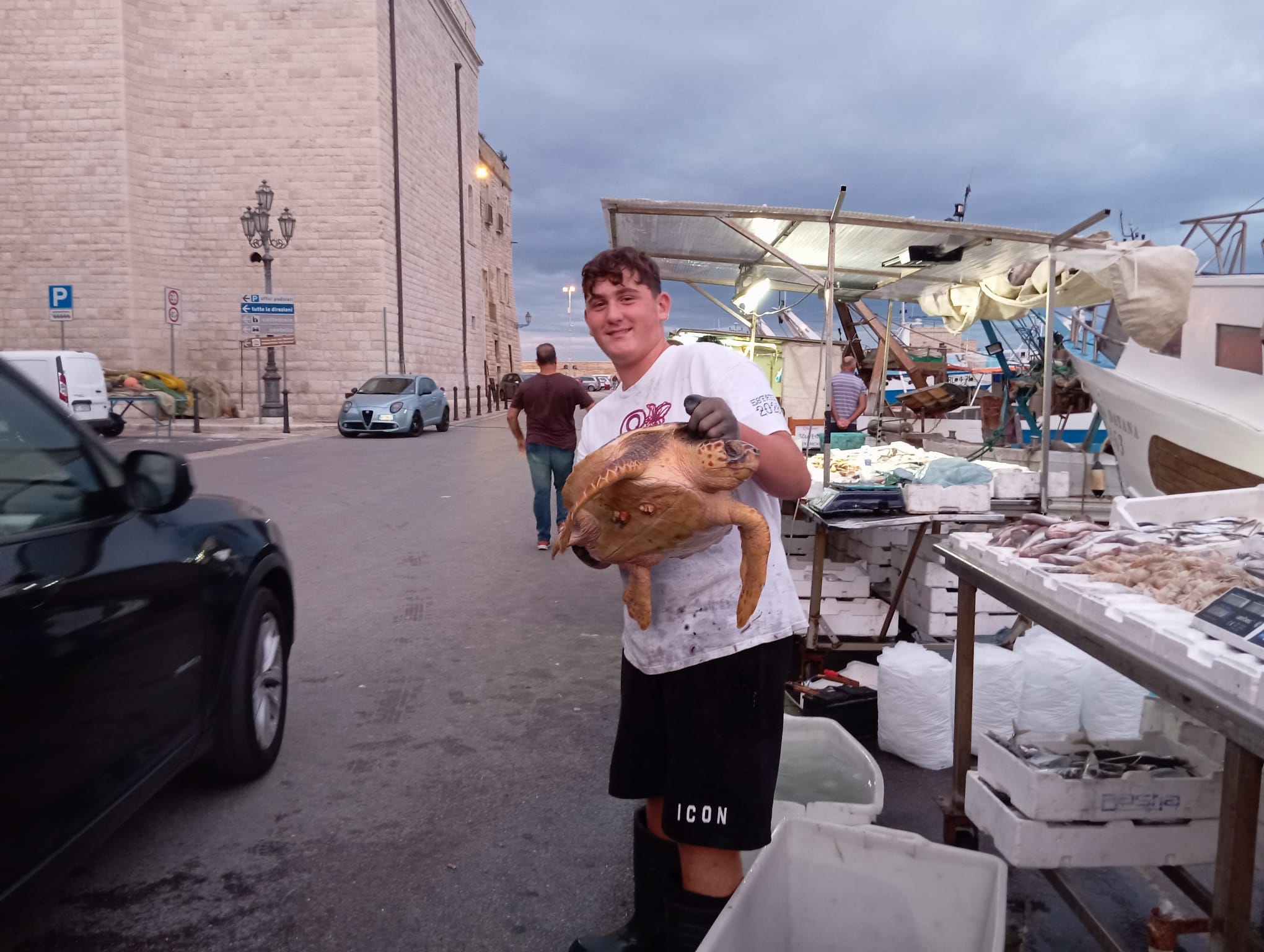 Trani, cinque tartarughe incastrate nelle reti da pesca: i pescatori le consegnano al Centro di recupero Wwf